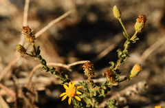 Heterotheca sessiliflora