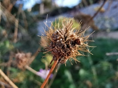 Sixalix atropurpurea