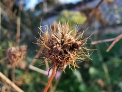 Sixalix atropurpurea