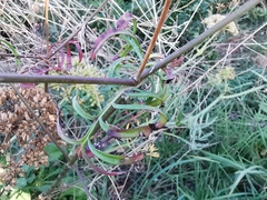 Sixalix atropurpurea