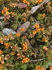 Pultenaea pedunculata