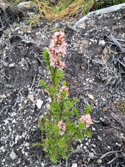 Sprengelia incarnata