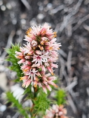 Sprengelia incarnata