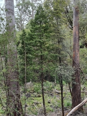 Phyllocladus aspleniifolius