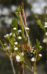 Castiarina pallidiventris