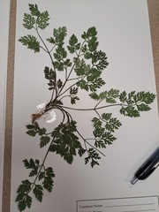 Chaerophyllum procumbens