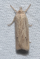 Gonioterma mistrella