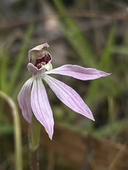 Caladenia atrochila