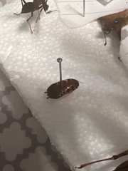 Cryptocercidae