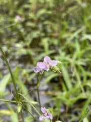 Murdannia gigantea