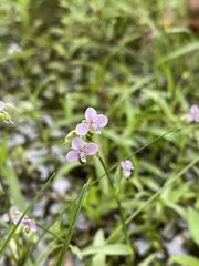 Murdannia gigantea