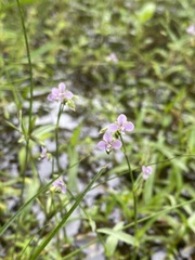 Murdannia gigantea