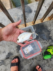Caranx ignobilis