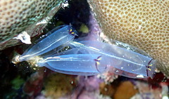 Clavelina