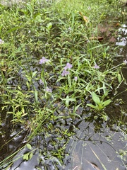 Murdannia gigantea