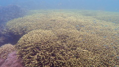 Porites cylindrica