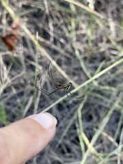Leucauge