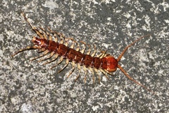 Lithobius variegatus