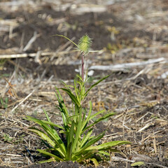 Dipsacus sativus