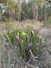 Sarracenia alata