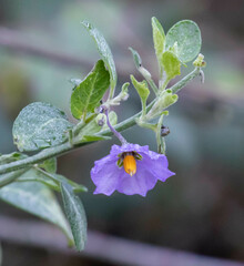 Solanum umbelliferum