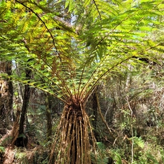 Cyathea smithii