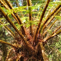 Cyathea smithii