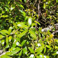 Metrosideros umbellata