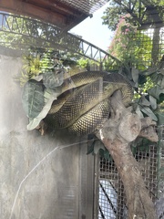 Simalia clastolepis