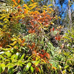 Metrosideros umbellata