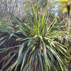 Phormium