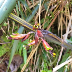 Phormium