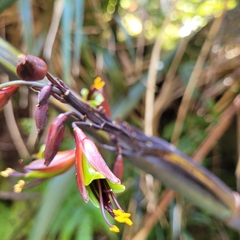 Phormium