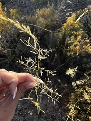Eragrostis lehmanniana