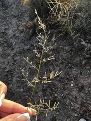 Eragrostis lehmanniana