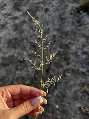 Eragrostis lehmanniana