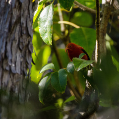 Drepanis coccinea