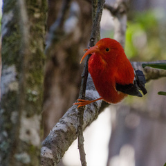 Drepanis coccinea