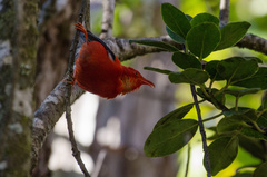 Drepanis coccinea