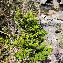 Libocedrus bidwillii