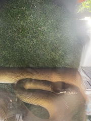 Leiopython albertisii
