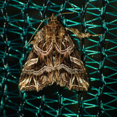 Callopistria exotica