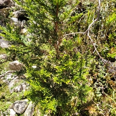 Libocedrus bidwillii