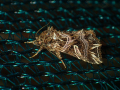 Callopistria exotica