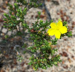 Hibbertia devitata