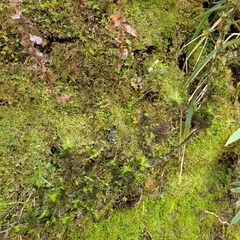 Pittosporum divaricatum