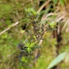 Pittosporum divaricatum