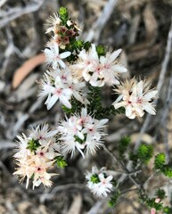 Calytrix alpestris