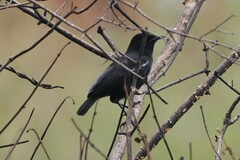 Myrmecocichla nigra