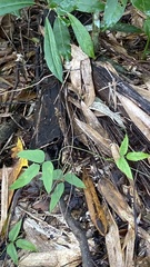 Tetrastigma hemsleyanum
